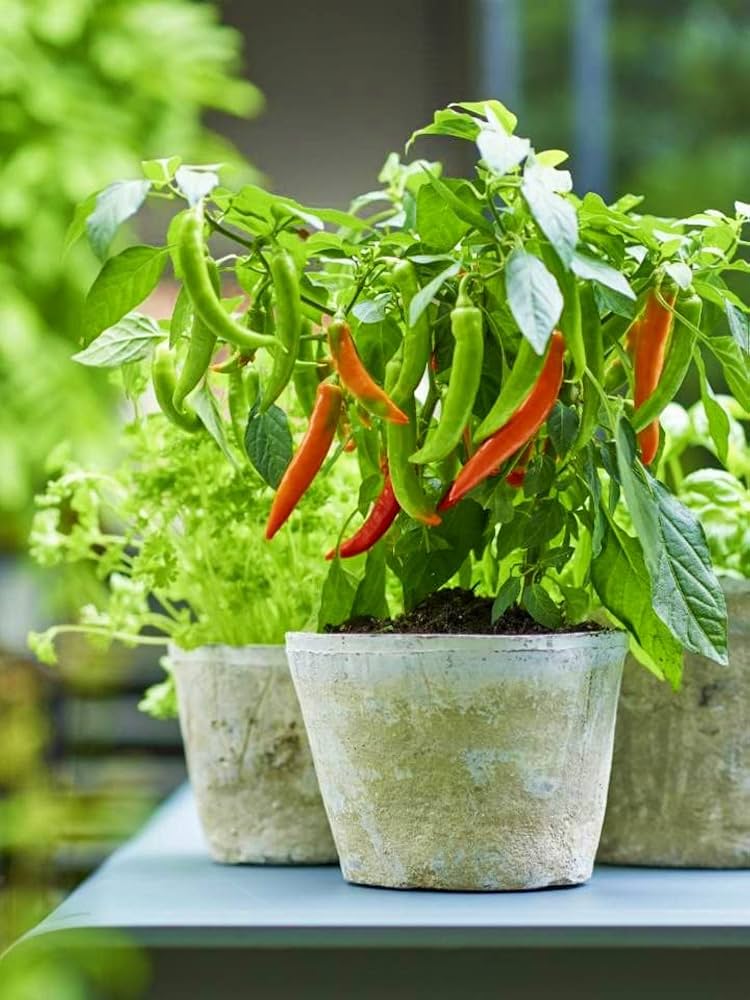 Pusa Jwala Pepper Seeds Capsicum annuum for planting in vegetable patch
