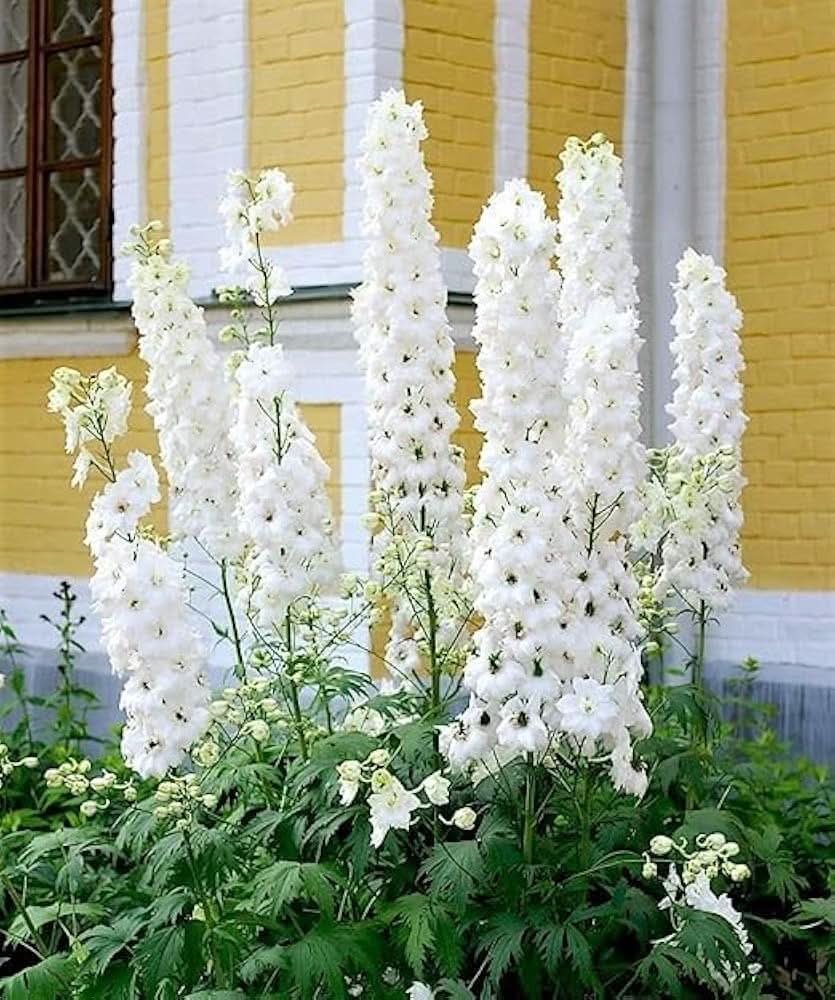 Delphinium Flowering Plant Seeds for backyard gardening and outdoor planting