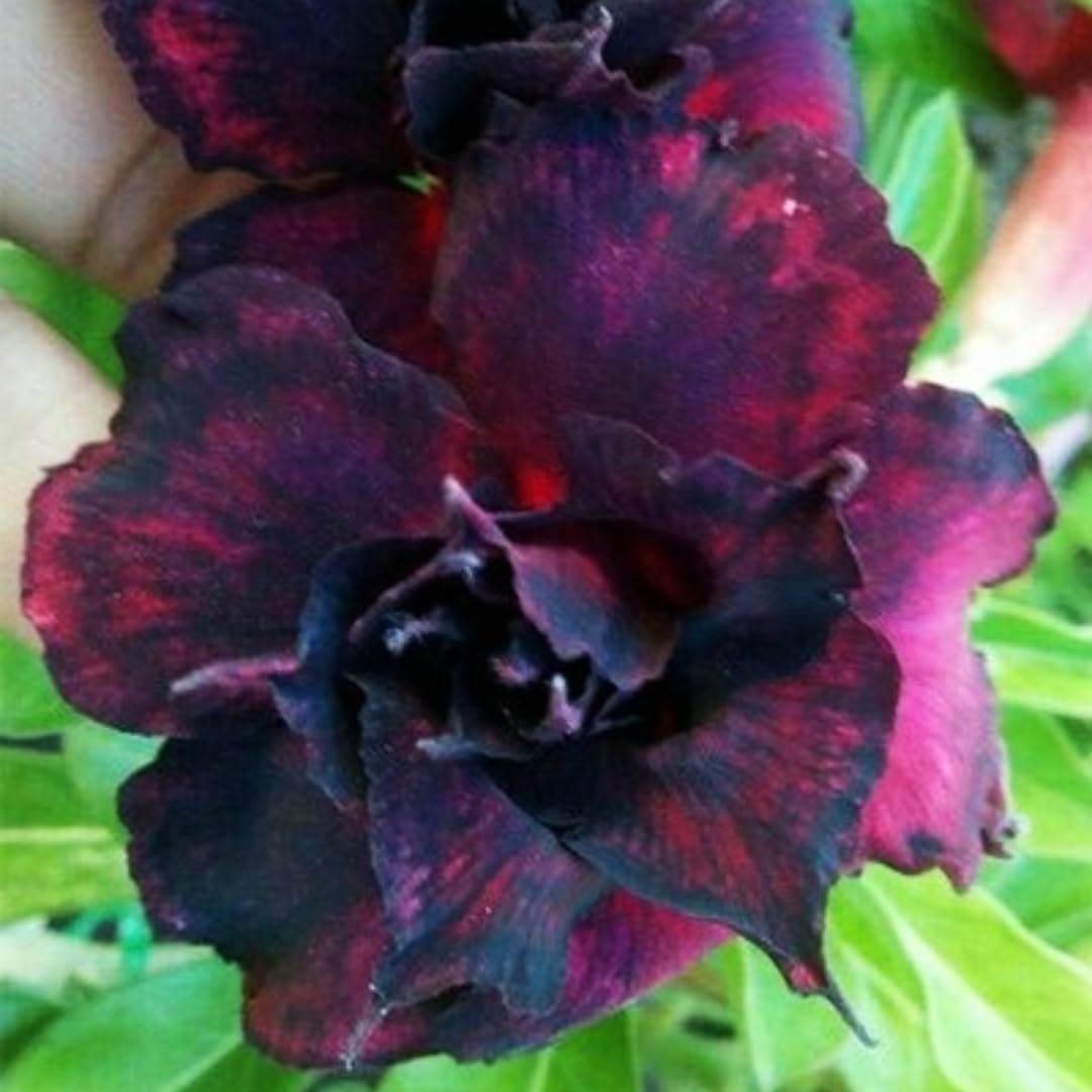 Adenium Obsum Desert Rose Dark Lord Seeds pcs