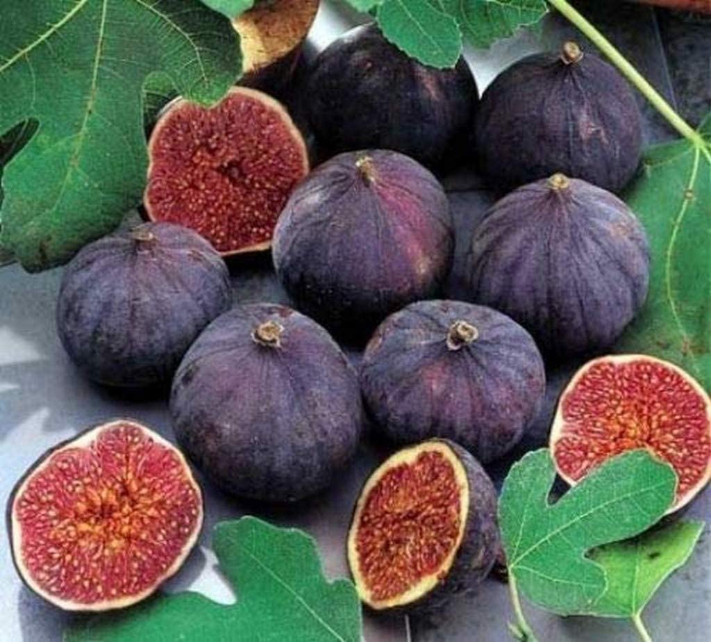 Rare Tropical Figs Mini Fig Tree Plant