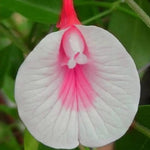 White Pink Cattleya Hybrida Flower Seeds for Planting - NON GMO Seeds for planting in home garden