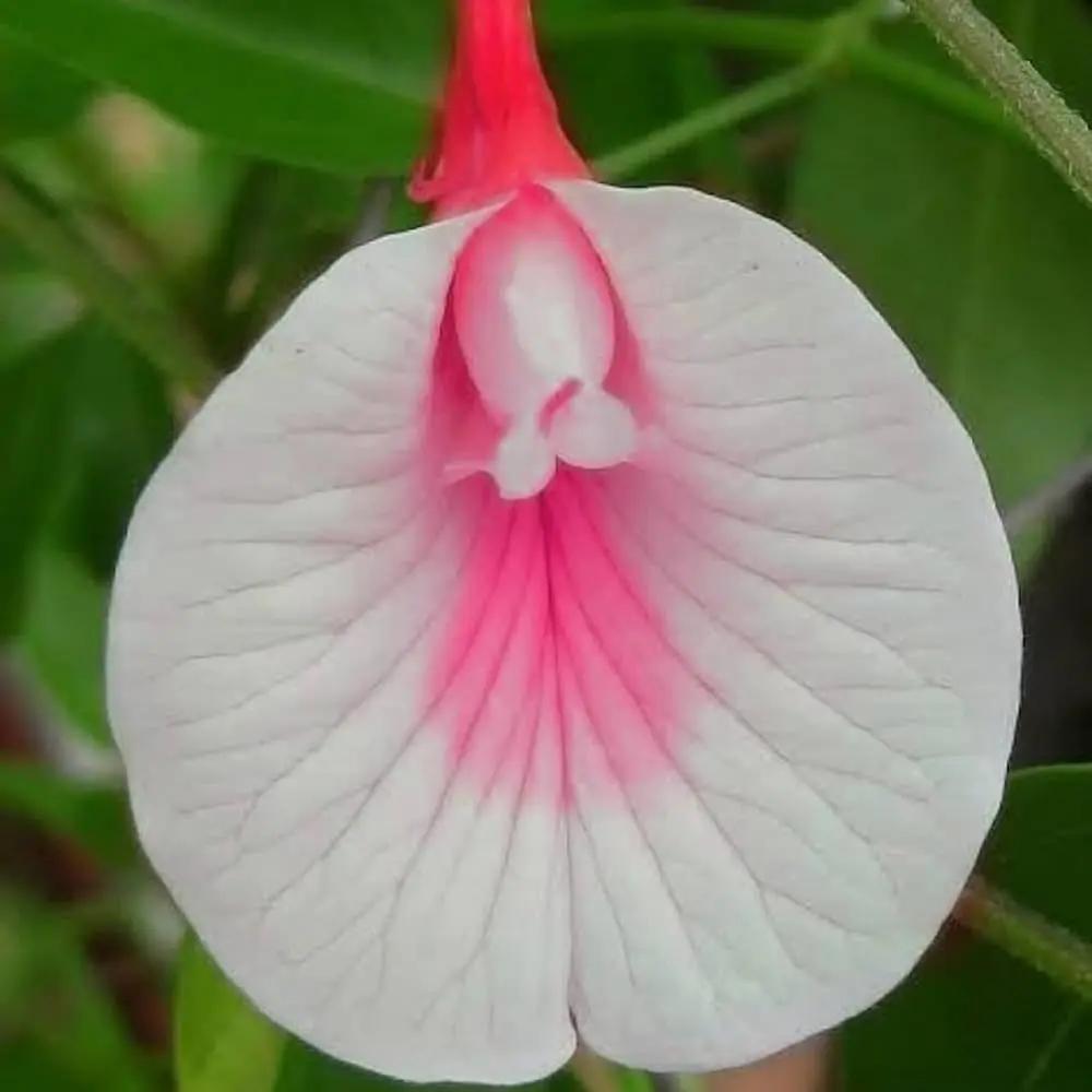White Pink Cattleya Hybrida Flower Seeds for Planting - NON GMO Seeds for planting in home garden