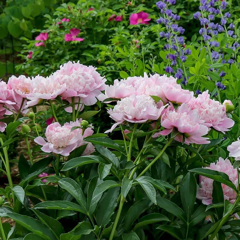 Rosa Rockii (Paeonia rockii) for planting for light fragrance