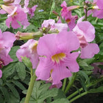 Incarvilla Flower Seeds for Planting – NON GMO Seeds Dhara Seeds
