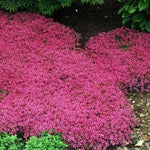 Red Creeping Flower Seeds for Planting, Fresh, NON GMO Seeds seeds for planting in home garden