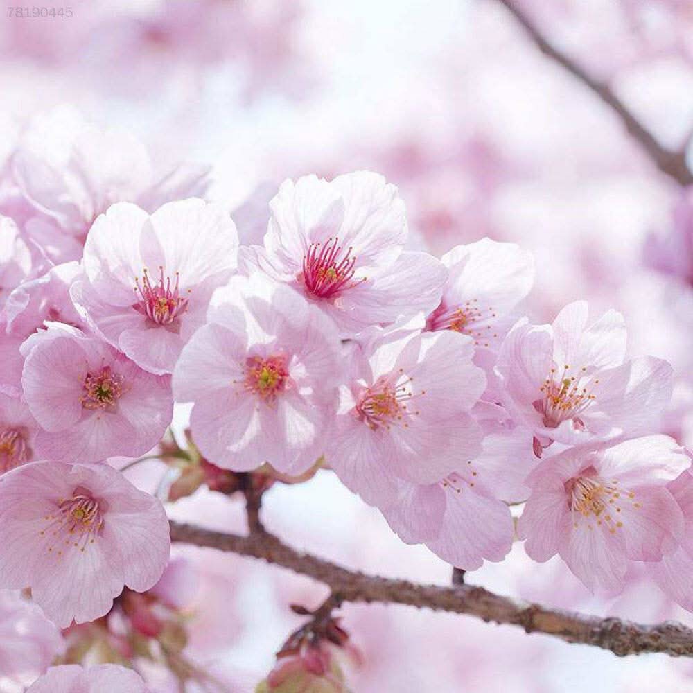 Sakura Prunus serrulata flower seeds for home garden and bonsai planting
