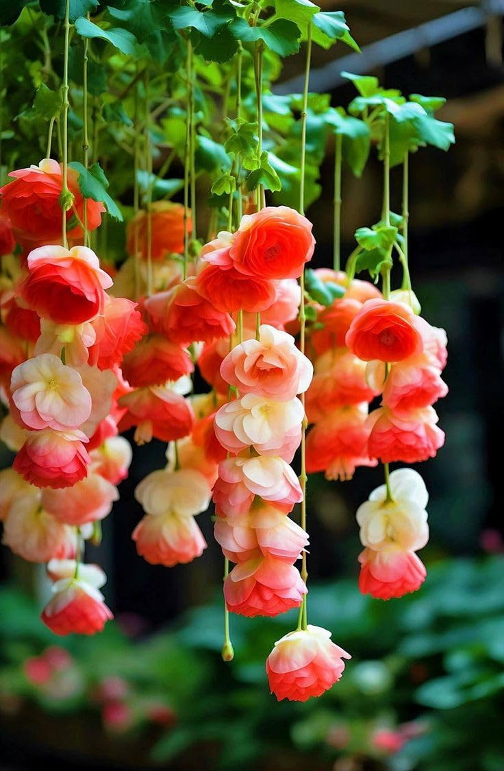 Begonia Mix Colors Begonia, Hybrida Flower Seeds for Planting in indoor pots or shaded garden