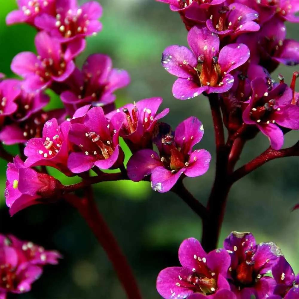 Cordifolia Flower Seeds for Planting - NON GMO Seeds seeds for planting in home garden