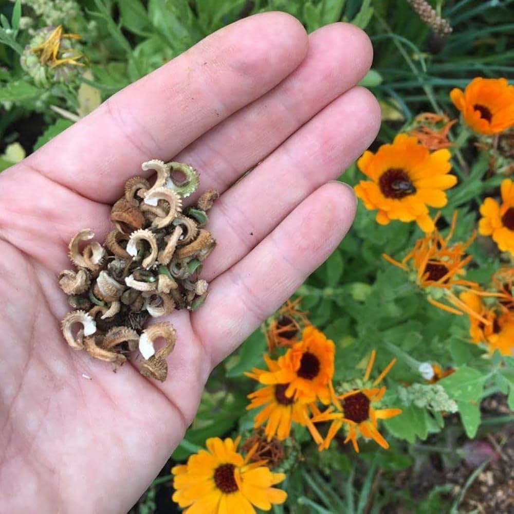 French Calendula Calendula officinalis flower seeds for backyard garden planting
