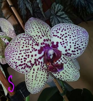 White Violet Butterfly Orchid Seeds for Planting | Organic, Heirloom, Non-GMO Flowers seeds for planting in home garden