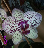 White Violet Butterfly Orchid Seeds for Planting | Organic, Heirloom, Non-GMO Flowers seeds for planting in home garden