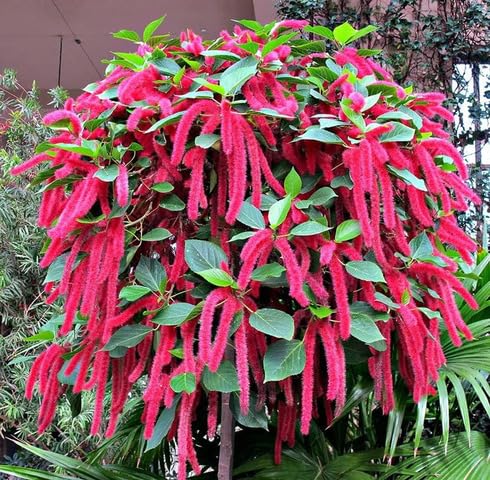 Green Red Acalypha Hispida - Heirloom, Non - Gmo Seeds