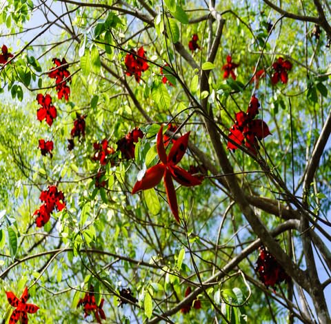Green Sterculia Lanceifolia Tree - Heirloom, Non - Gmo Seeds