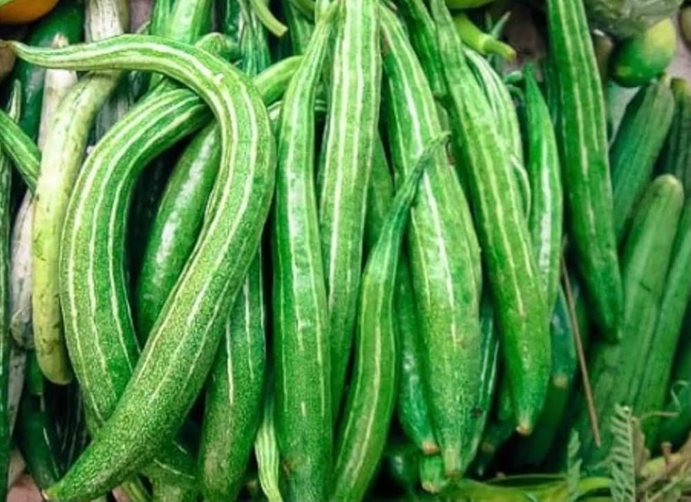 Snake Gourd Trichosanthes cucumerina Seeds for Planting vegetable patch urban garden