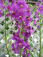 Purple Mullein Flower Seeds for Planting - NON GMO Seeds Dhara Seeds