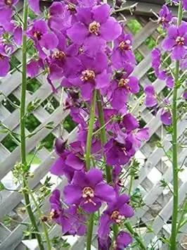 Purple Mullein Flower Seeds for Planting - NON GMO Seeds Dhara Seeds