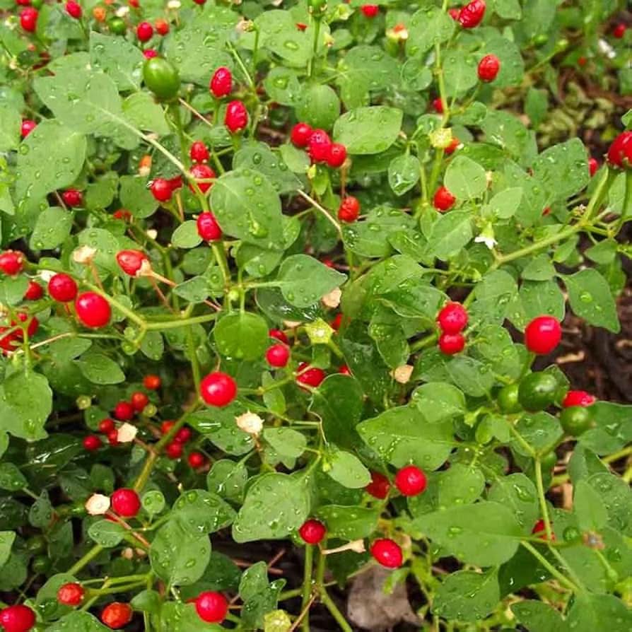 Desert - Tepin for planting in home garden