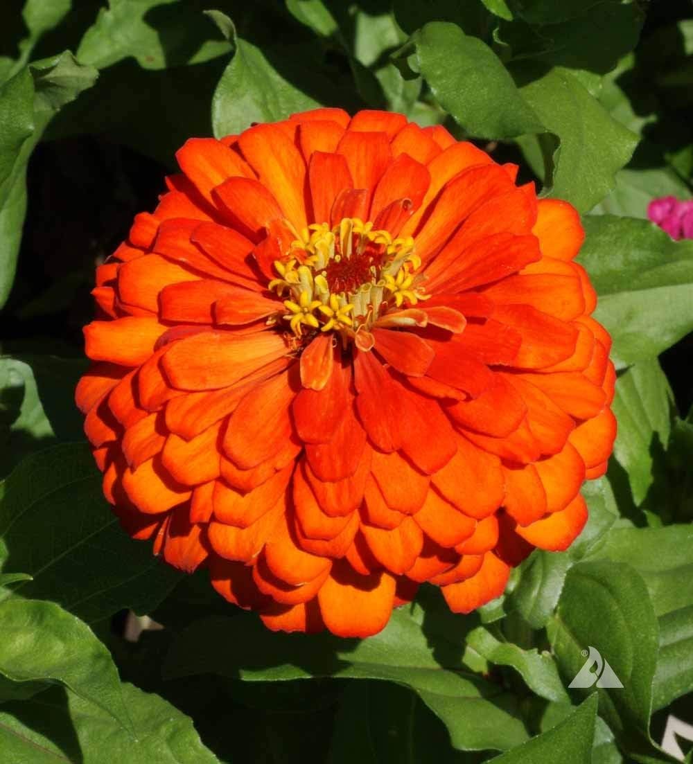 Zinnia Orange Flower Seeds for Planting – Vibrant, Non-GMO Heirloom Flower Seeds seeds for planting in home garden