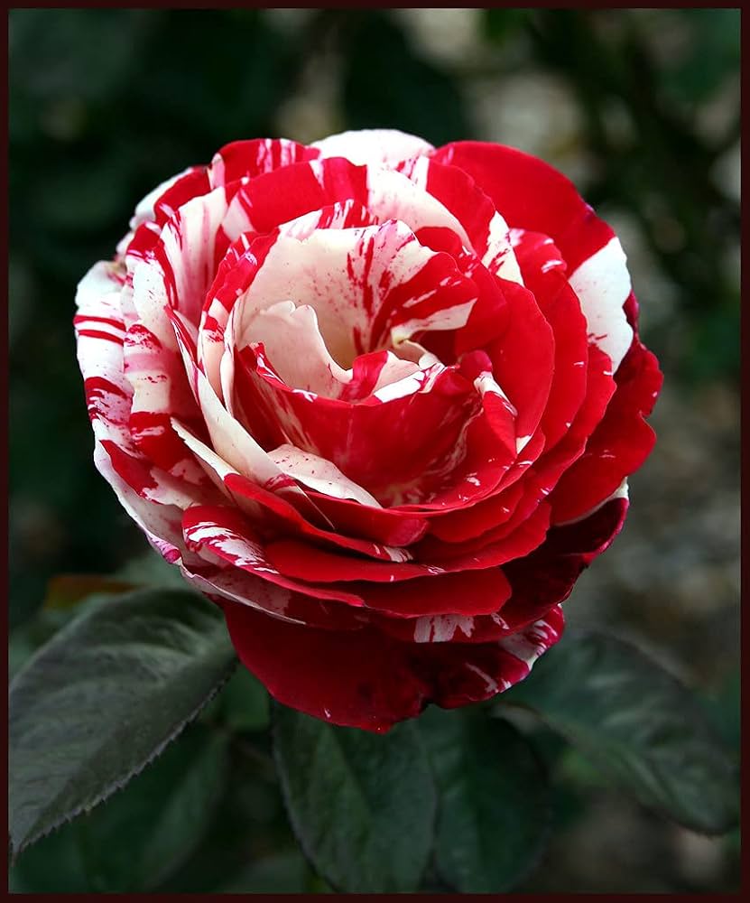 Rose Rosa hybrida flower seeds for planting in home gardens