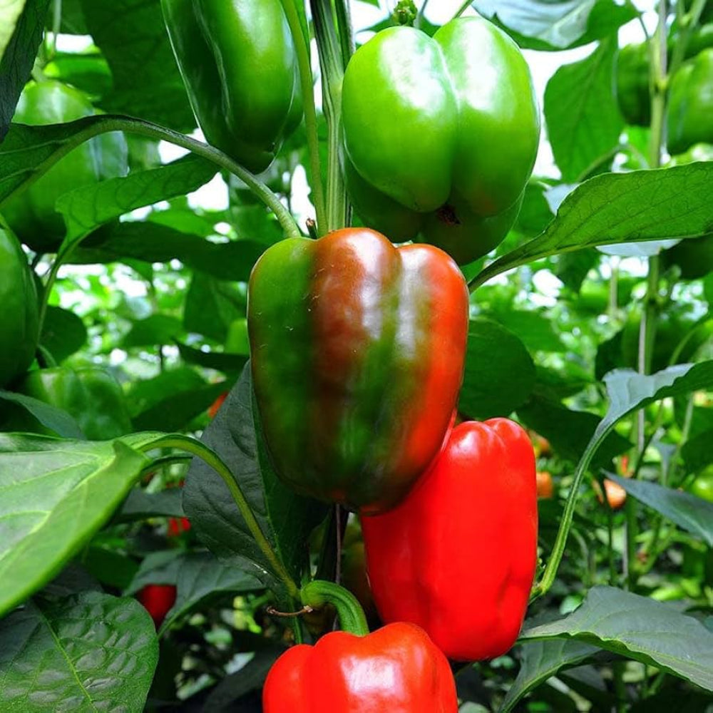 Pepper Capsicum Annuum Large Green Red Paprika Vegetable Seeds for Planting – Sweet and Spicy Variety for Home Garden