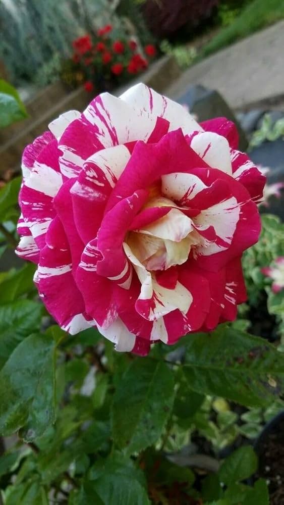 Osiria Rose Purple flower seeds