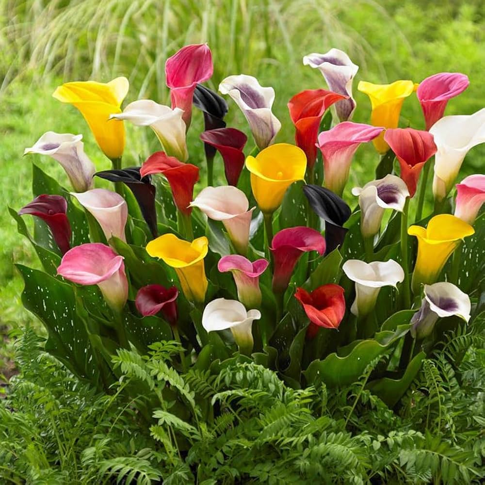 Colorful Calla Lily Seeds Rare Bonsai Flowers for Home Garden DIY