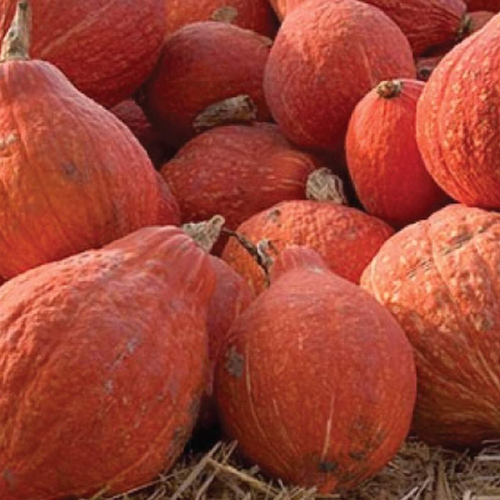 Hubbard Golden Winter Squash Seeds for Rich, Dense Squash