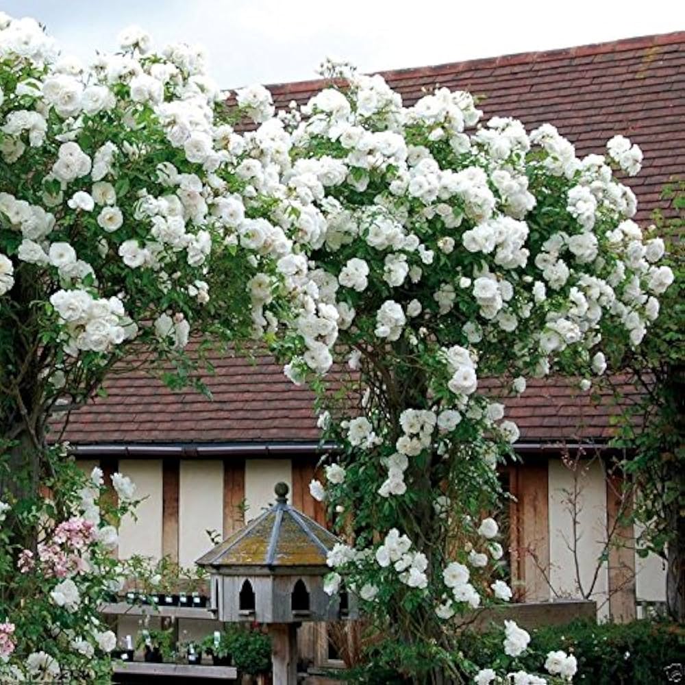 Brass Band Rose Rosa spp. flower seeds for planting in backyard gardening and patio pots