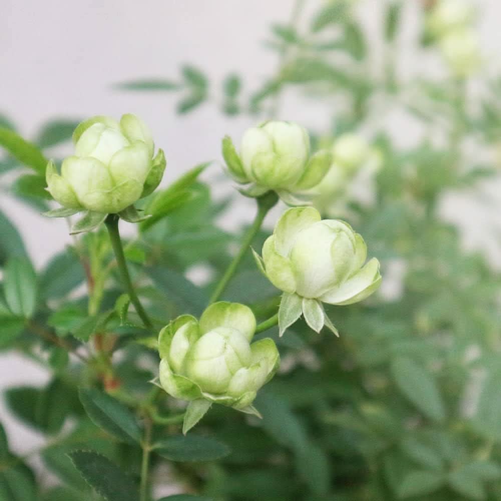 Green Rose Unique Perennial Flower Seeds for Garden, Flowering Seeds For Planting
