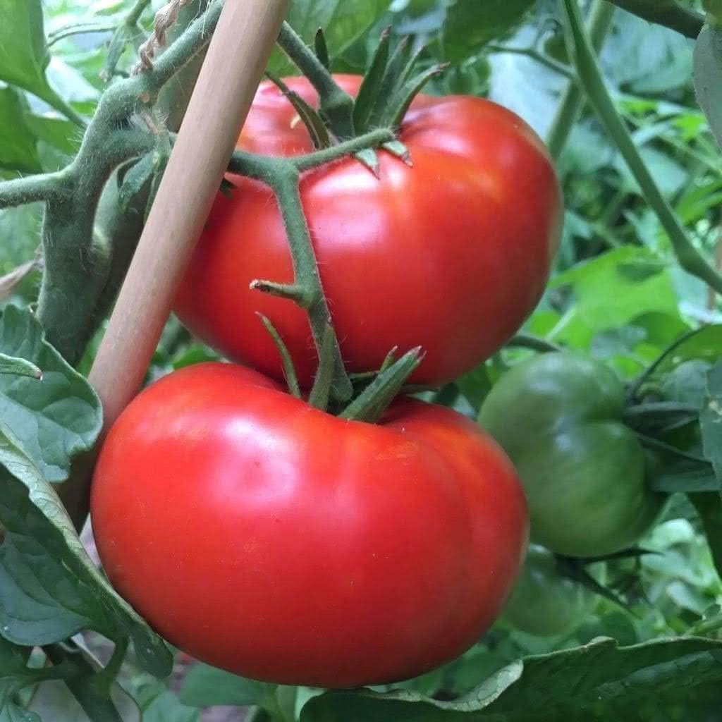 Tomato Vegetable Seeds for Planting – Red Shade