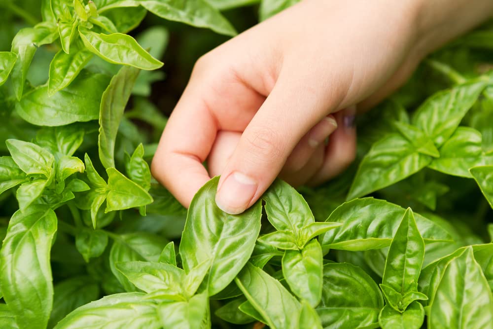 Italian Large Leaf Basil Seeds for Flavorful Herb Gardens-Heirloom & Non-GMO Seeds for planting – Fresh Herb for Your Garden