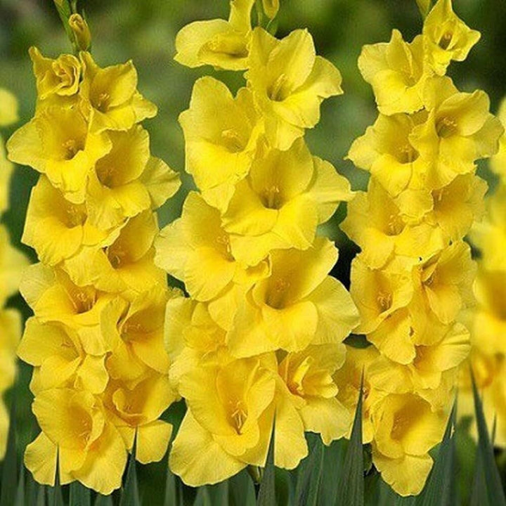 Heirloom Yellow Gladiolus Flower Seeds – Non-GMO Perennial Blooms for Planting