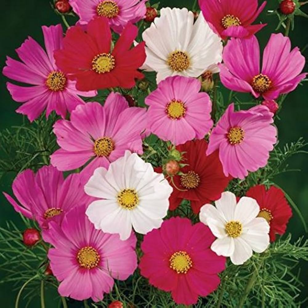 Cosmo Sensation Flower Seed Mix Non-GMO Heirloom Fresh Garden Seeds for Planting