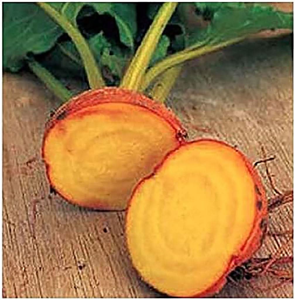 Golden Detroit beet plant from seeds with round, golden-yellow roots and leafy green tops