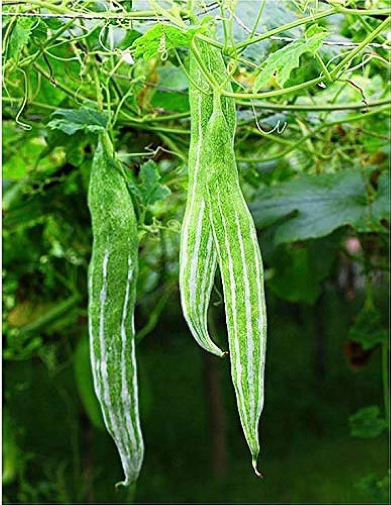 Serpentgourd Heirloom Snake Cucumber Vegetable Seeds for Unique Garden Varieties