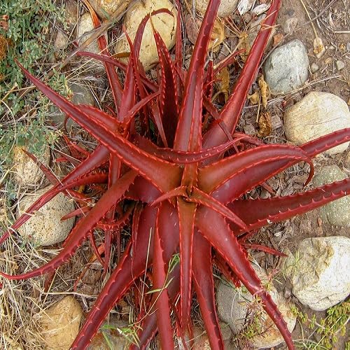 Red Aloe Vera - Heirloom, Non - Gmo Seeds