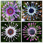 Trailing African Daisy seeds for blue flowers