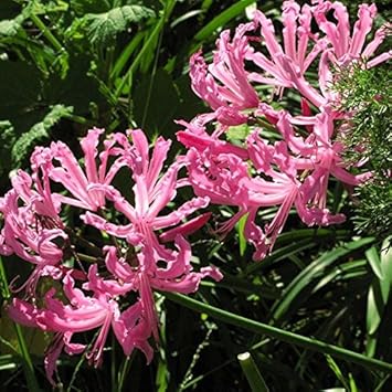 Pink Agapanthus Flower Seeds for Planting - 100