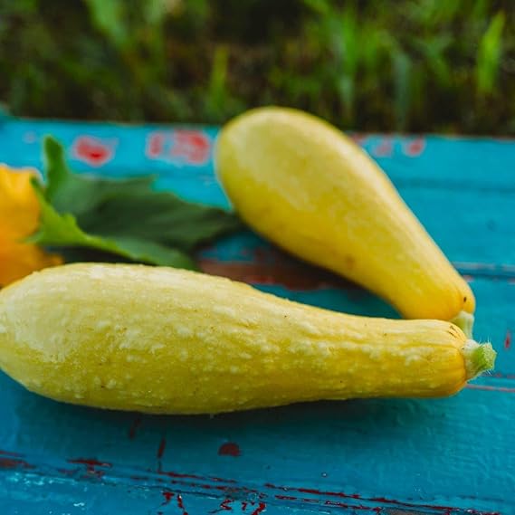 Squash Cucurbita Pepo Early Straight Neck Summer Vegetable Seeds for Planting – High-Yield Variety for Backyard Gardening
