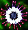 African Blue Eyed Daisy Seeds Heirloom Cape Mix for Butterfly Gardens