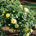 Light Yellow Climbing Rose Flower Seeds Dhara Seeds