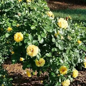 Light Yellow Climbing Rose Flower Seeds Dhara Seeds