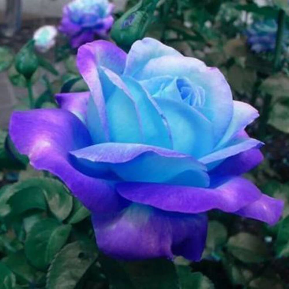 Rare Rose Seeds in 24 Colors for planting