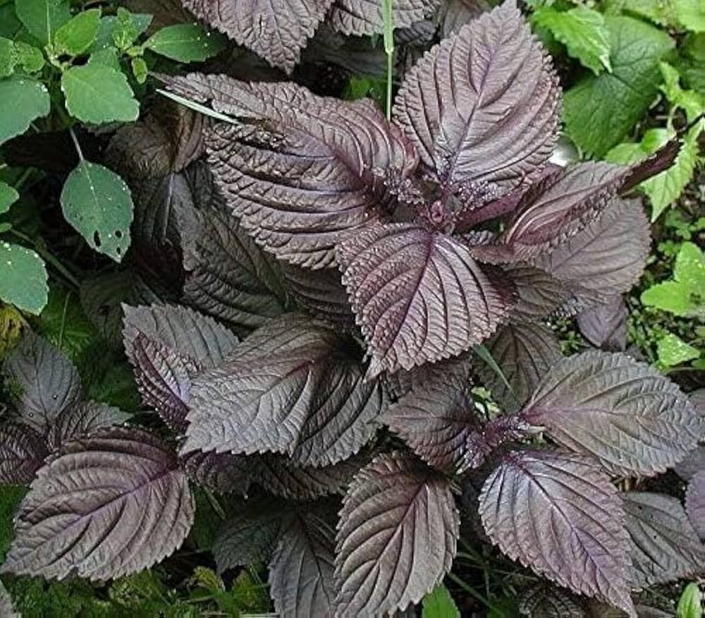 Purple Perilla Mint Herbal Seeds for Planting heirloom & Non-GMO Seeds