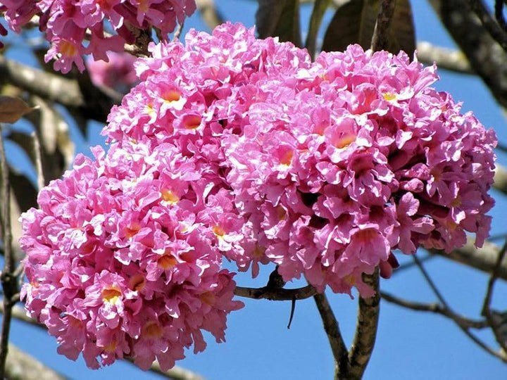 Pink Hatiora Rosea Plant Seeds for Planting Non-GMO Heirloom Garden Seeds for Home Growing