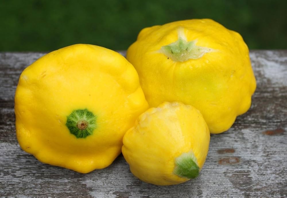 Patty Pan Squash – vegetable seeds for planting in summer garden