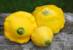 Patty Pan Squash – vegetable seeds for planting in summer garden