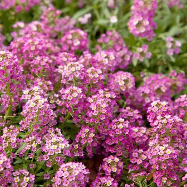 Alyssum Seeds - Rosie O'Day