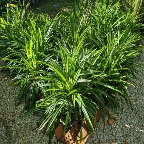 Pandan - Heirloom, Non - Gmo Seeds