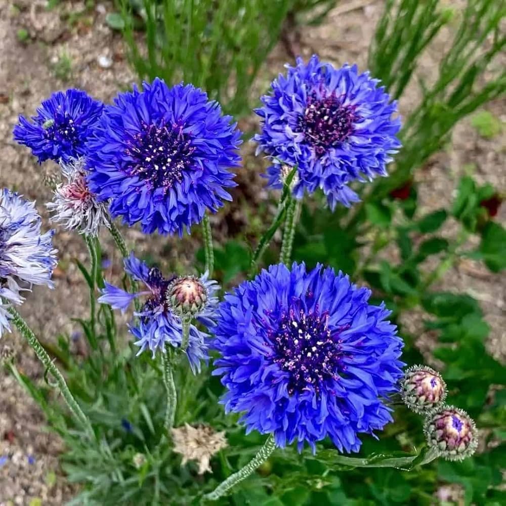 Centaurea Florence Mix Seeds for Planting Cottage Gardens and Borders